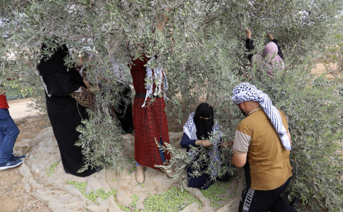 Plantation d'olivier en Palestine