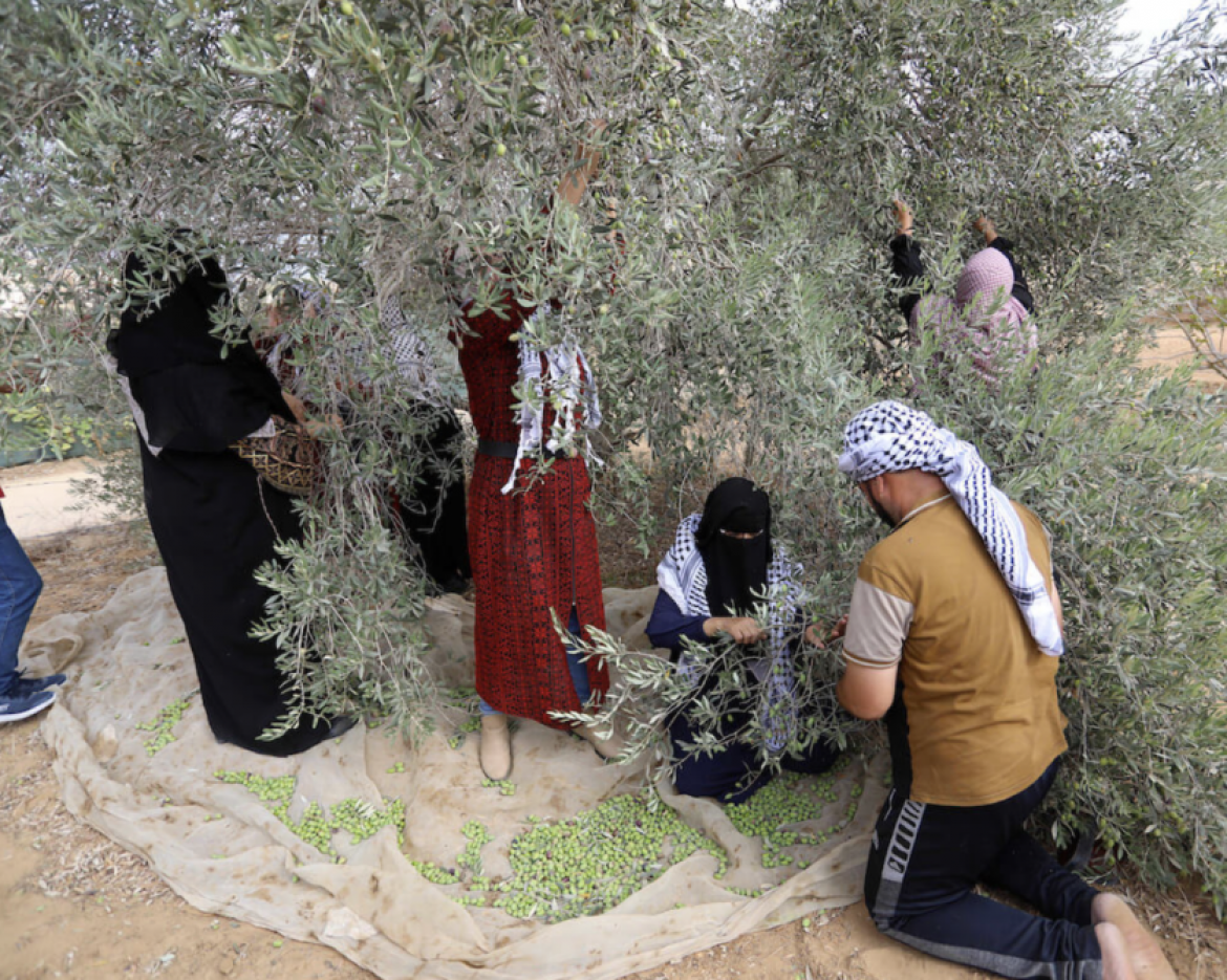 Plantation d'olivier en Palestine