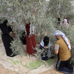 Plantez un ou plusieurs oliviers en Palestine