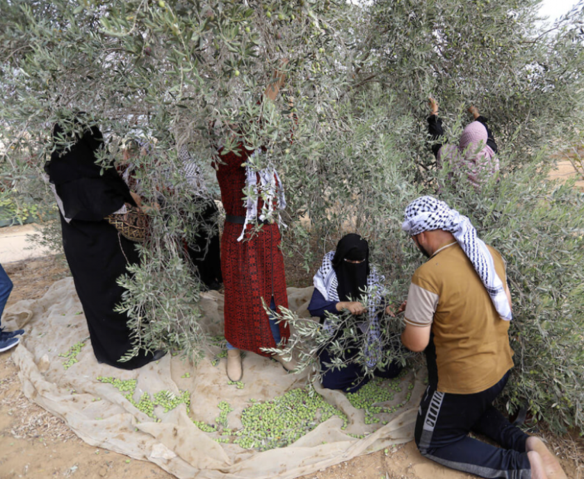 Plantation d'olivier en Palestine